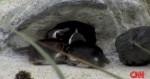 Great Moments in Journalism: Gay Penguin May No Longer Be Gay