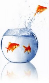 fishjumpsout