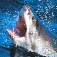 shark