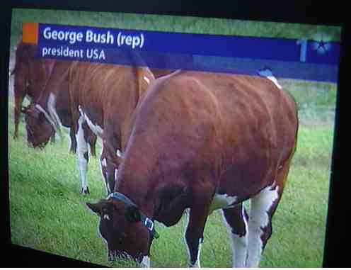 georgebushcow
