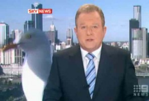 hitchener.seagull hitchener.seagull