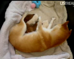 Shiba Inu Puppycam