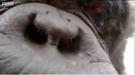 chimp-cam-bbc