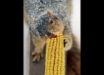 HuffPo Reaches New Levels of Excellence With "Animals Eat Weird Things"
