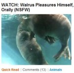 walrus