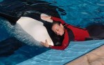 killer-whale