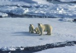 polar-bears-climate-change-schools