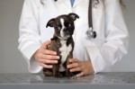 Veterinarian Suggestion For Health Care Reform: Treat Humans Like My Patients