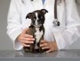 vet1