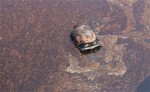 AP reporter oil spill