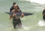 oil_dolphin
