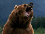 grizzley palin