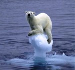 polar bear