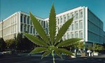 Pot California Senate