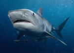 Tiger shark 1