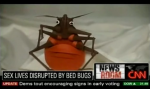 CNN Bed bugs