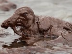 bp-gulf-oil-spill-bird-soaked-animals-0607