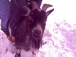 absurd-snow-videos_12.27.10