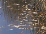 Dead Fish