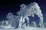 SnowBeech