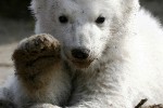 knut1AP2303_468x551