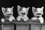 3_kittens_laughing_4.1.11