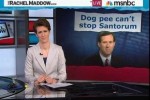maddowsantorumdogpee