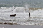 The bullock paddled up to half a mile for 45 minutes into the deep waters - past stunned surfers who could not believe their eyes