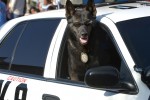 doggy_7.26.11