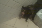 Glenn Greenwald Possum Problem