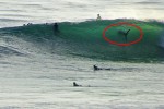 shark_sandiego1