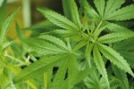 Marijuana-leaves-001