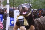 Triumph-OWS