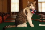 pb-110428-downing-street-cat-eg-02