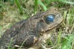 wormeyetoad