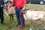 reindeer loose