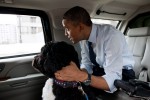 obama-dog