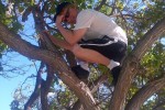treebowing