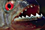 piranha-252x179