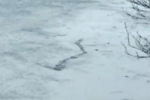 worm monster iceland