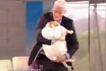 Anderson Meow