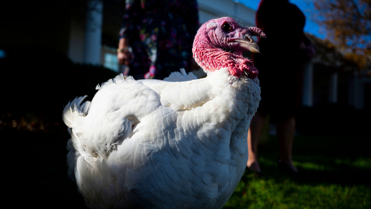 WATCH LIVE: White House Thanksgiving Turkey Ceremony