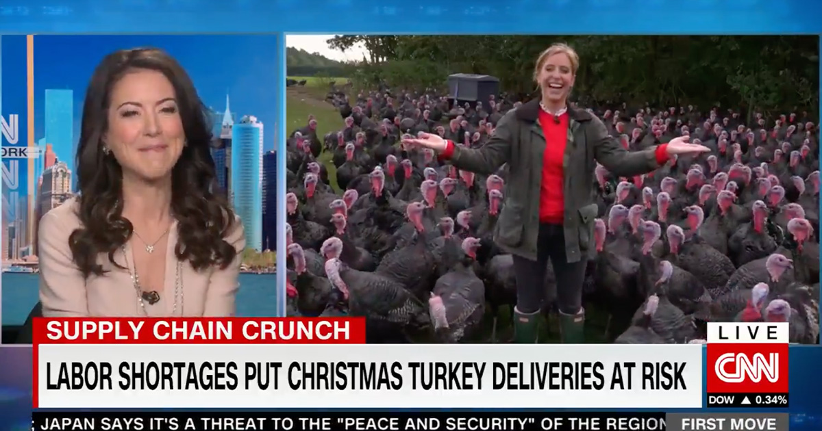 CNN Reporter Does Live Shot Surrounded by Turkeys