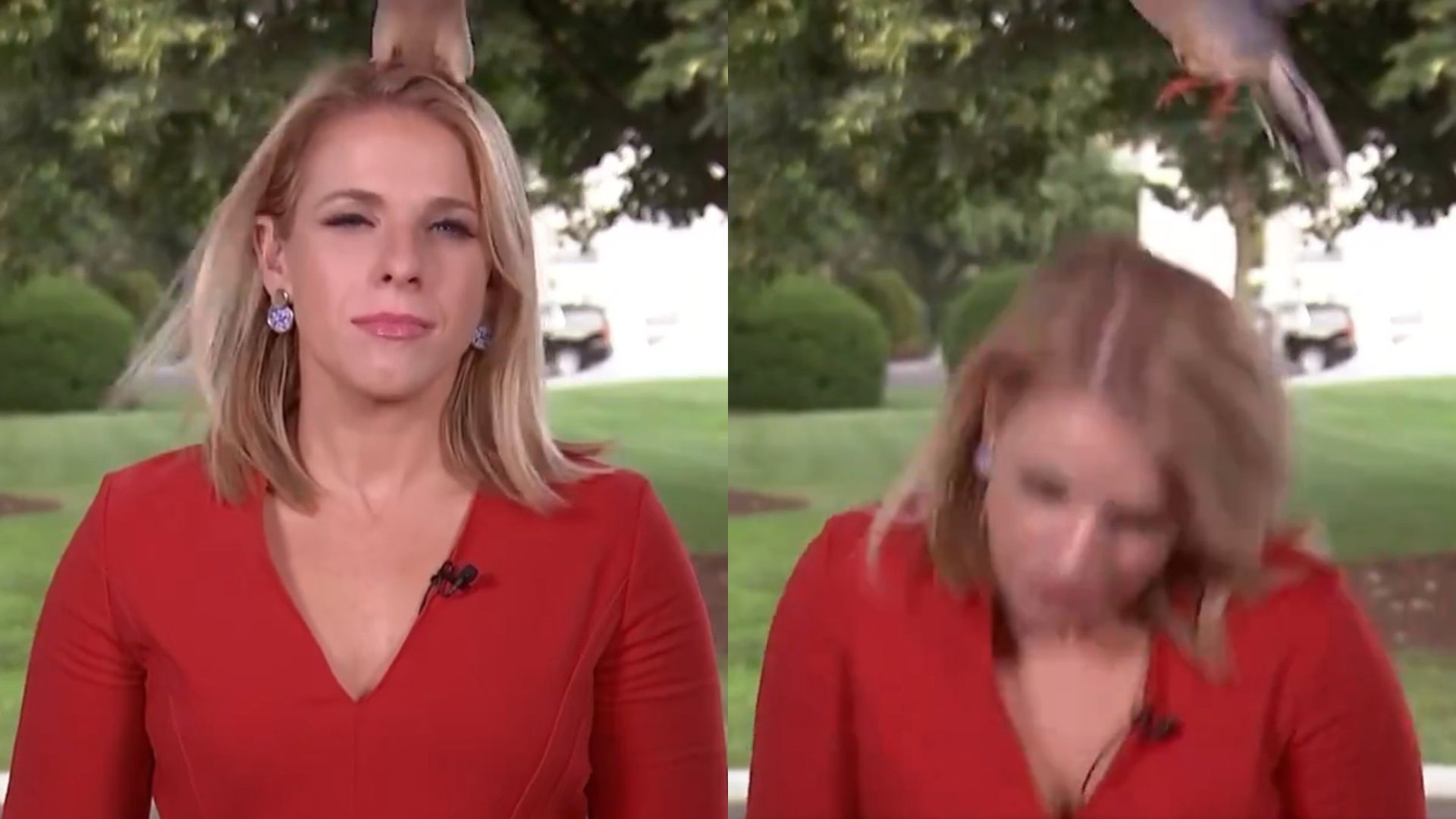 Bird Lands on White House Reporter Kellie Meyer's Head