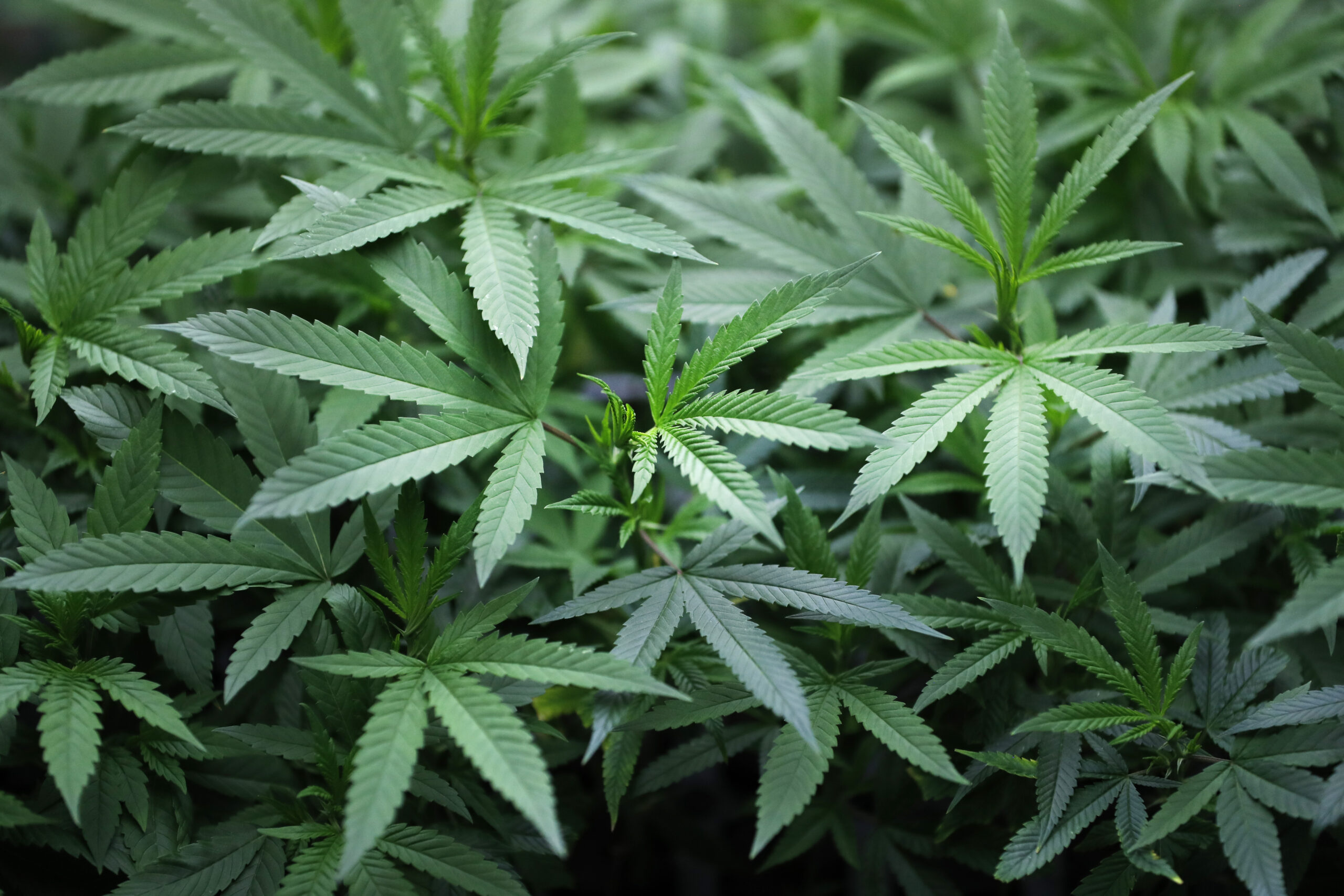 ‘Time to Acknowledge Reality’: The New York Times Warns America Has a ‘Marijuana Problem’