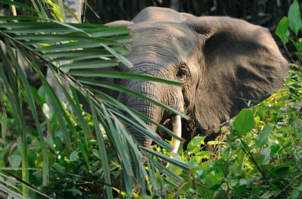 Millionaire Trophy Hunter Crushed To Death by Elephants